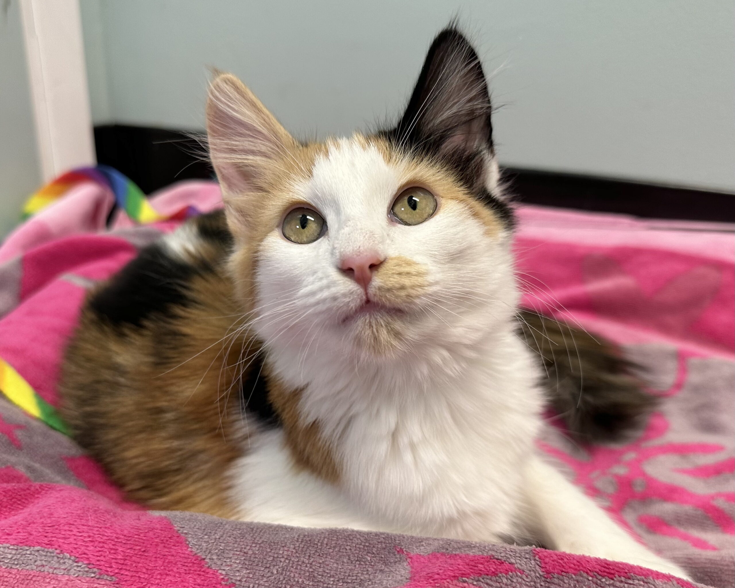 Calico Kitty